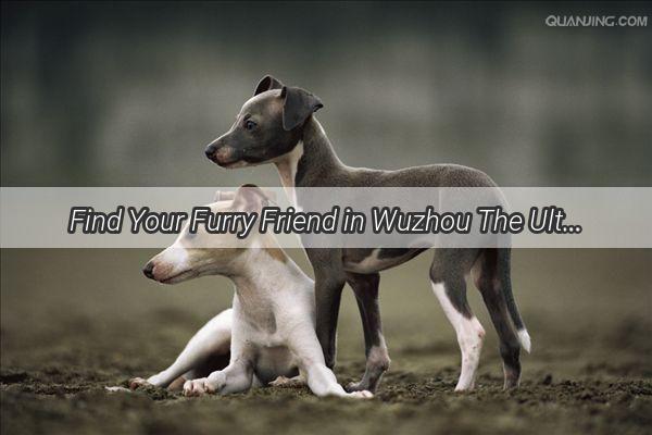 Find Your Furry Friend in Wuzhou The Ultimate Guide to Top Dog Breeders and Stores